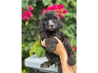 Willow - Goldendoodle Nena Puerto Rico