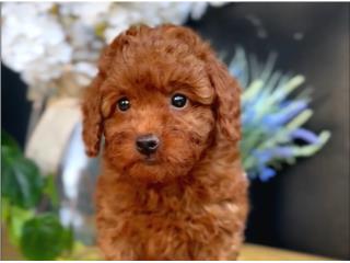 Micro Mini Goldendoodle  Puerto Rico
