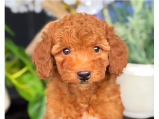 Mini Goldendoodle Pequenita Puerto Rico