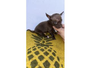 Chihuahua macho , Doble A Pets