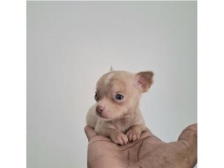 CHIHUAHUA TOY HEMBRA OJOS AZULES RED NOSE, Puppy