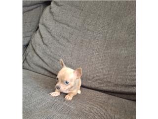 CHIHUAHUA TOY HEMBRA GOLDEN OJOS AZULES , Puppy