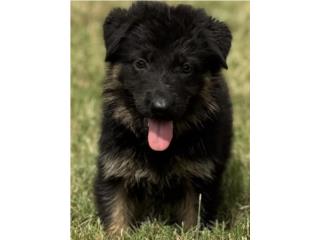 German Shepherd hembra AKC, RM Pets