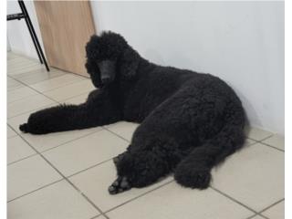 Standard Poodle Hembra con Full AKC y ADN, DPG. INC