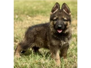 Pastor Aleman AKC, RM Pets