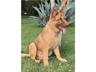 Pastor Aleman liver AKC, RM Pets