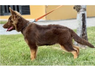 Pastor Aleman liver hembra AKC, RM Pets