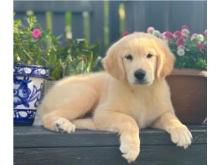 Golden Retriever BIG BONE LIGHT GOLDEN AKC, Puppy Guy