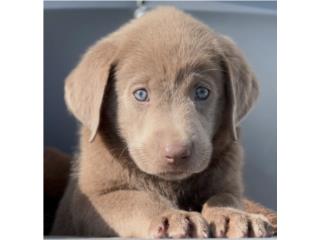 Labradores SILVER AKC OJOS AZULES , Puppy Guy