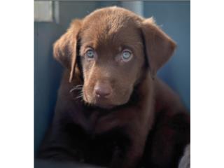 LABRADORES CHOCOLATES Ojos verdes, Puppy Guy