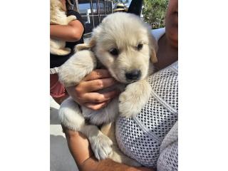 Puerto Rico Golden Retriever, Perros Gatos y Caballos