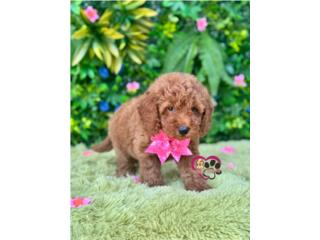 Mini Goldendoodle nena red  Puerto Rico