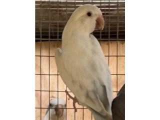 Quaker crossover hembra, RM Pets
