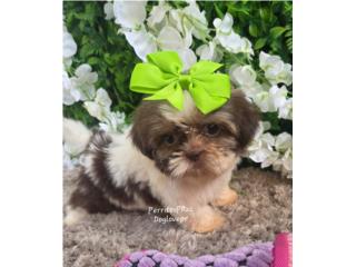 SHIH-TZU TOY HEMBRAS CON PAPELES , Perritos P.R zc
