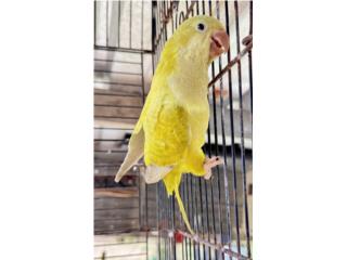 Pallid green , RM Pets