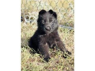 German Shepherd AKC, RM Pets