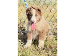 German Shepherd Macho AKC, RM Pets