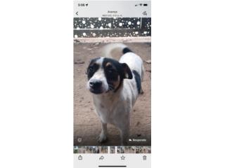 perros rescatados buscan hogar  Puerto Rico