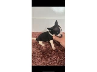 Chihuahua macho , Doble A Pets
