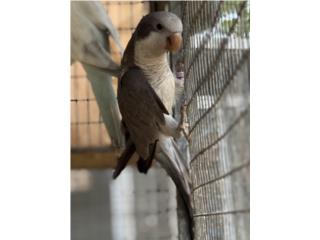 Quaker gris macho , RM Pets