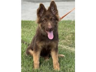 German Shepherd liver hembra AKC, RM Pets