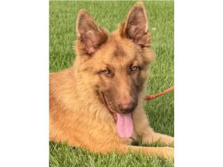 German Shepherd liver macho AKC, RM Pets