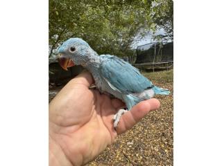 Ringneck azul hand feed no adn, RM Pets