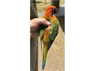 Sun conure red factor hembra Con adn, RM Pets