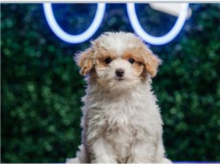 DANIEL TOY MALTIPOO (VISITANOS EN GUAYNABO), Puppy Love Puerto Rico