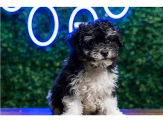 LIZZO POOCHON (VISITANOS EN GUAYNABO), Puppy Love Puerto Rico