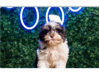 JAVA MINI HAVANESE (VISITANOS EN GUAYNABO), Puppy Love Puerto Rico