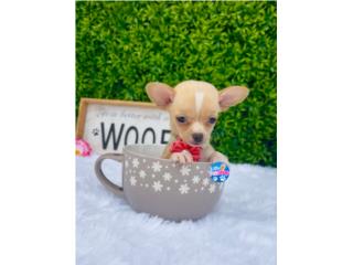 CHIHUAHUA POCKET NENA CON PAPELES , LITTLE PET SHOP