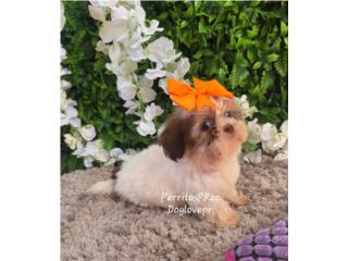 SHIH-TZU TOY HEMBRAS CON PAPELES , Perritos P.R zc