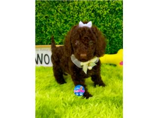 POODLE CHOCOLATE NENA AKC , LITTLE PET SHOP
