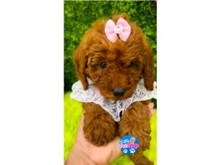 GOLDENDOODLE MINI RED NENA , LITTLE PET SHOP