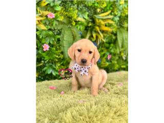 Labrador Nena con papeles  Puerto Rico
