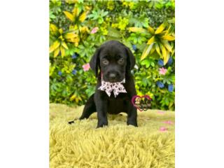 Labrador Nena con papeles  Puerto Rico