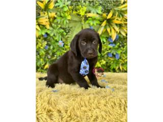Labrador Nene con papeles  Puerto Rico