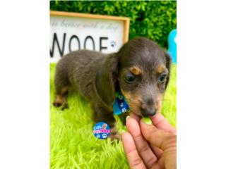 DACHSHUND MINI BLUE LONG HAIR NENE PAPELES, LITTLE PET SHOP
