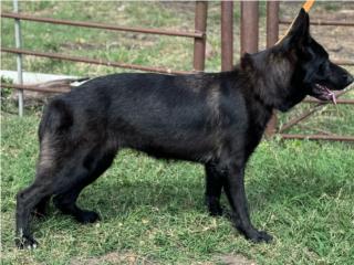 Puppies german shepherd sable seal AKC, RM Pets
