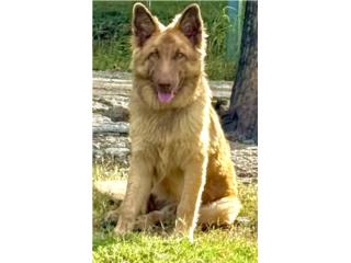 German Shepherd liver AKC Big bone, RM Pets