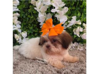 SHIH-TZU TOY HEMBRAS CON PAPELES , Perritos P.R zc