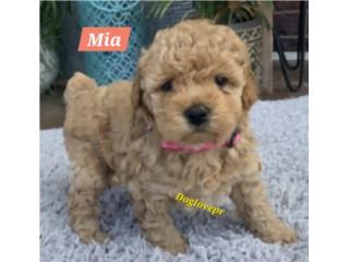POODLE TOY HEMBRAS AKC, Perritos P.R zc