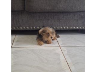 YORKIE MACHO BLACK & GOLD, Puppy
