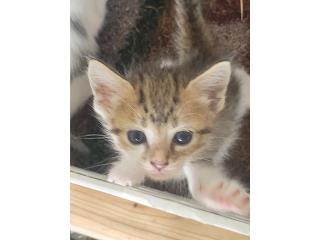 Puerto Rico Gatitos bebs de 24 das, Perros Gatos y Caballos