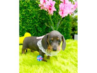 DACHSHUND MINI BLUE NENA CON PAPELES , LITTLE PET SHOP
