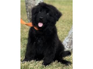 German Shepherd black AKC, RM Pets