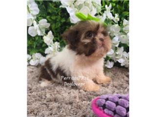 SHIH-TZU TOY HEMBRAS CON PAPELES , Perritos P.R zc