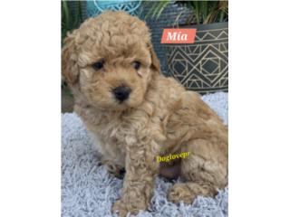 POODLE TOY HEMBRAS AKC, Perritos P.R zc