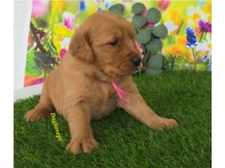 GOLDEN RETRIEVER BIG BONE HEMBRAS AKC , Perritos P.R zc